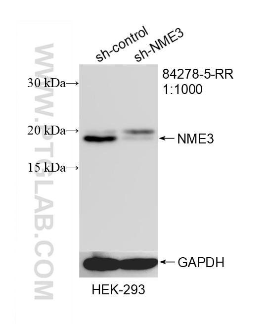 Western Blot (WB) analysis of HEK-293 cells using NME3 Recombinant monoclonal antibody (84278-5-RR)