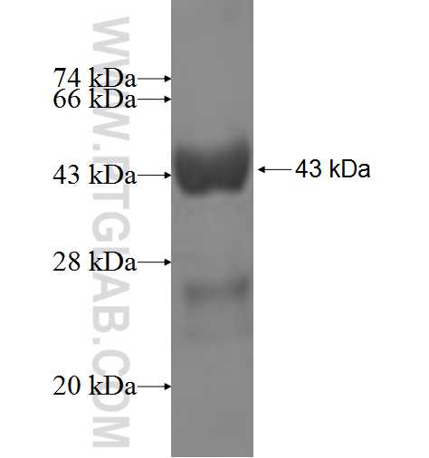 NME3 fusion protein Ag7284 SDS-PAGE