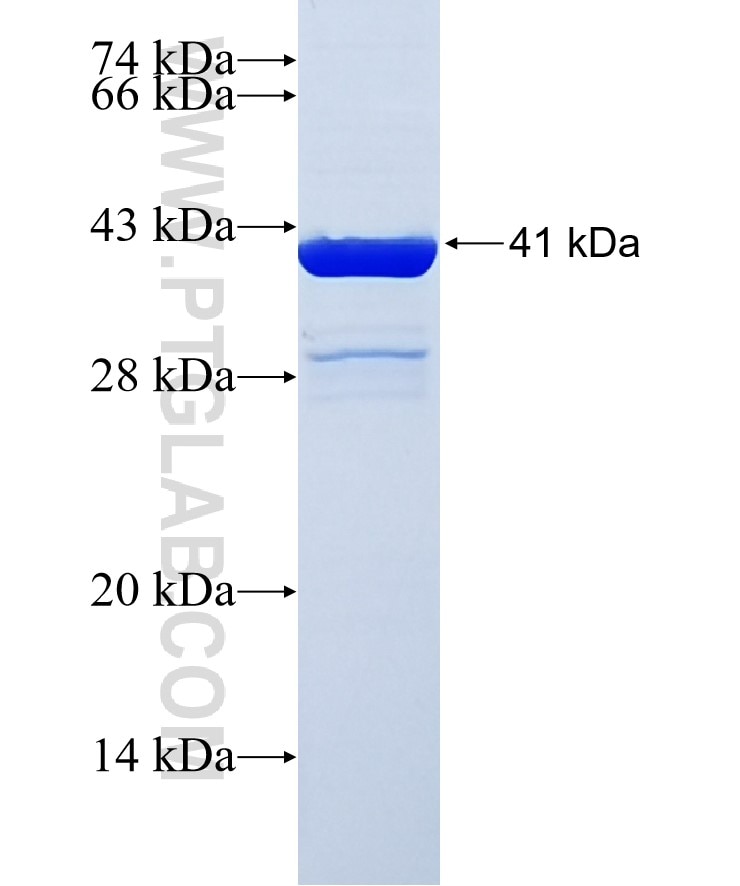 NME3 fusion protein Ag7284 SDS-PAGE