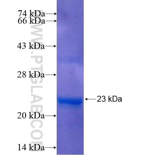 NME3 fusion protein Ag7298 SDS-PAGE