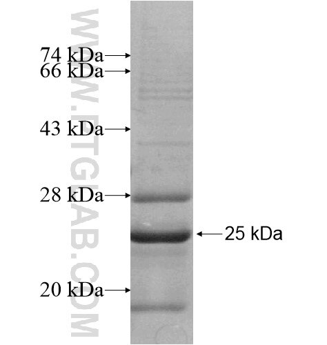 NME4 fusion protein Ag13154 SDS-PAGE