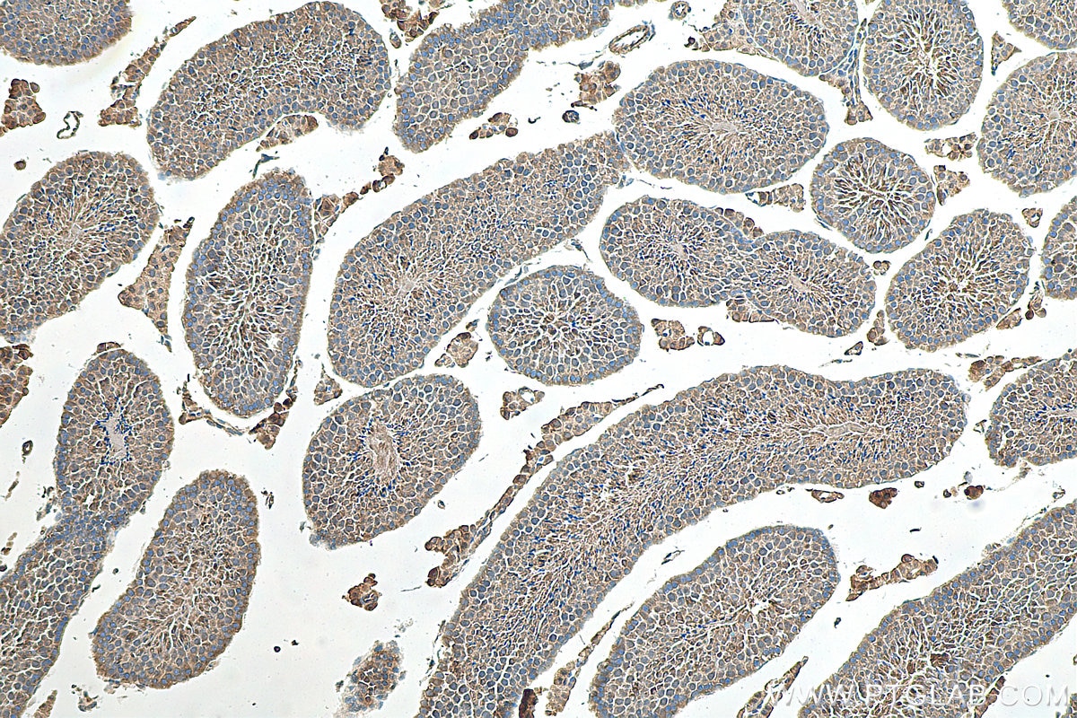 Immunohistochemistry (IHC) staining of mouse testis tissue using NME5 Polyclonal antibody (12923-1-AP)