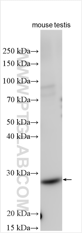 Western Blot (WB) analysis of mouse testis tissue using NME5 Polyclonal antibody (12923-1-AP)