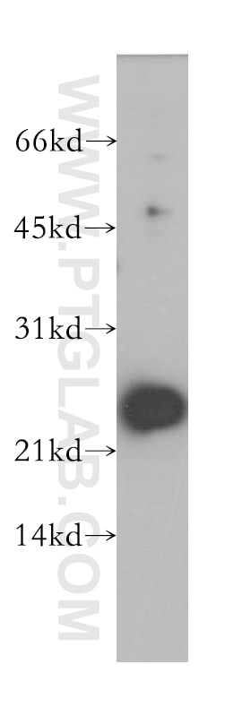 Western Blot (WB) analysis of mouse testis tissue using NME5 Polyclonal antibody (12923-1-AP)