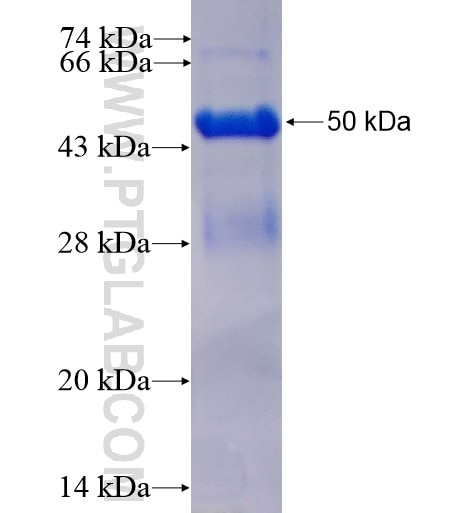 NME5 fusion protein Ag3610 SDS-PAGE