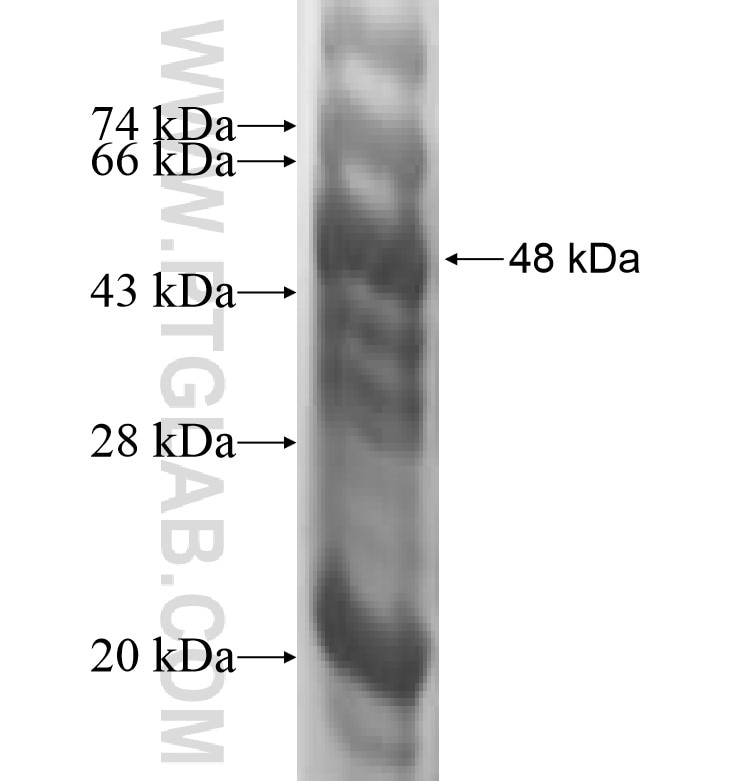 NME6 fusion protein Ag0315 SDS-PAGE