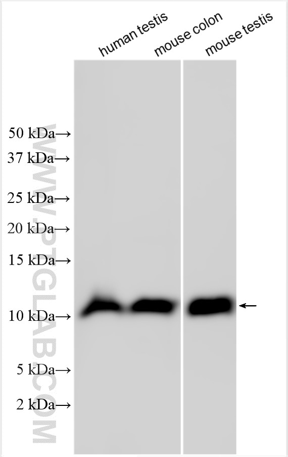 Western Blot (WB) analysis of various lysates using NMES1 Polyclonal antibody (25102-1-AP)