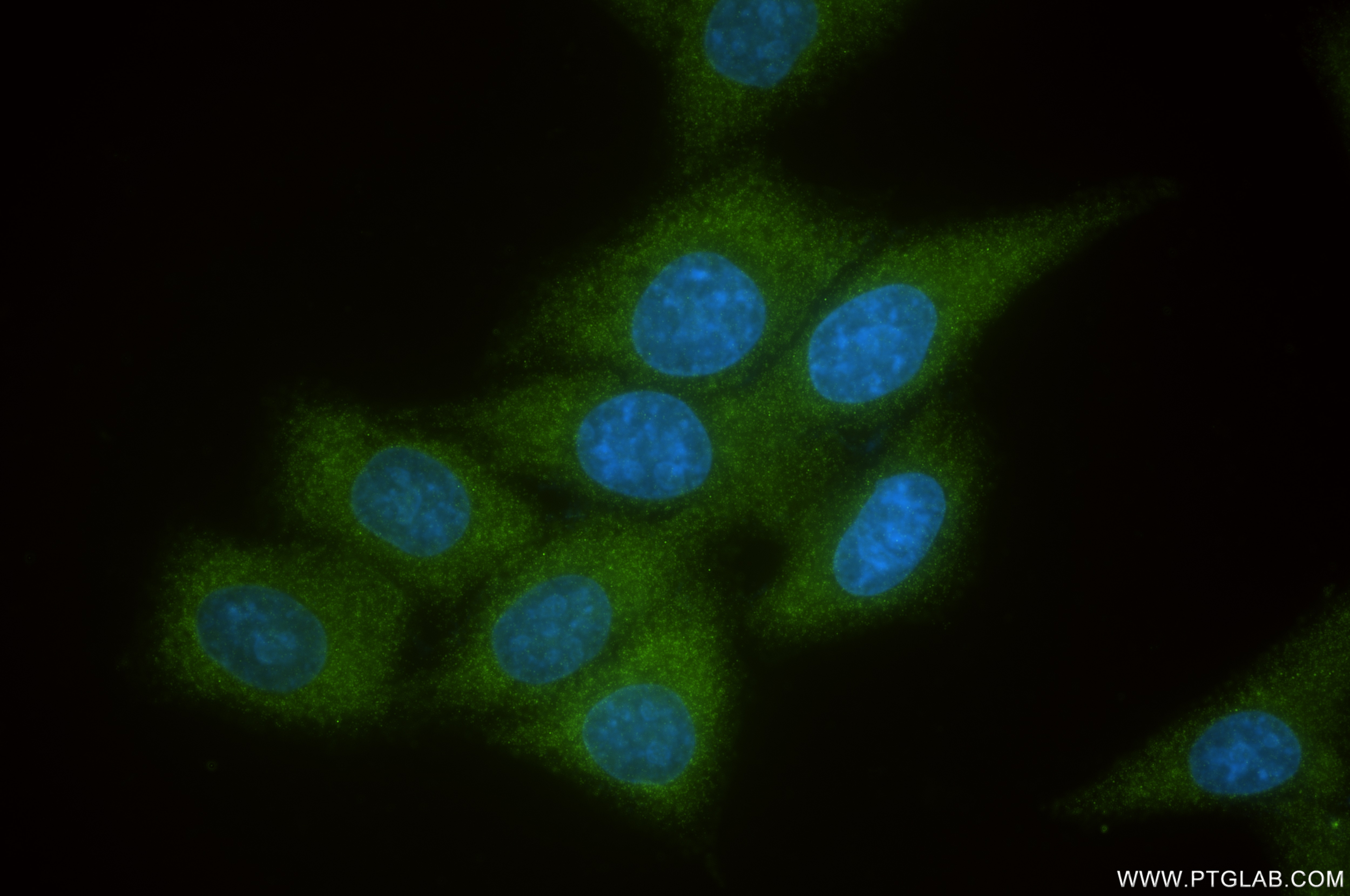 Immunofluorescence (IF) / fluorescent staining of HepG2 cells using NMI Recombinant antibody (83986-2-RR)