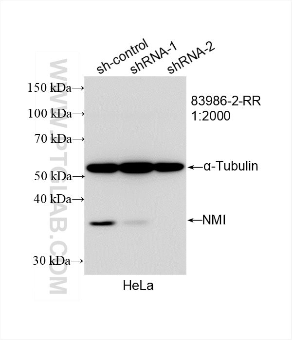 Western Blot (WB) analysis of HeLa cells using NMI Recombinant antibody (83986-2-RR)