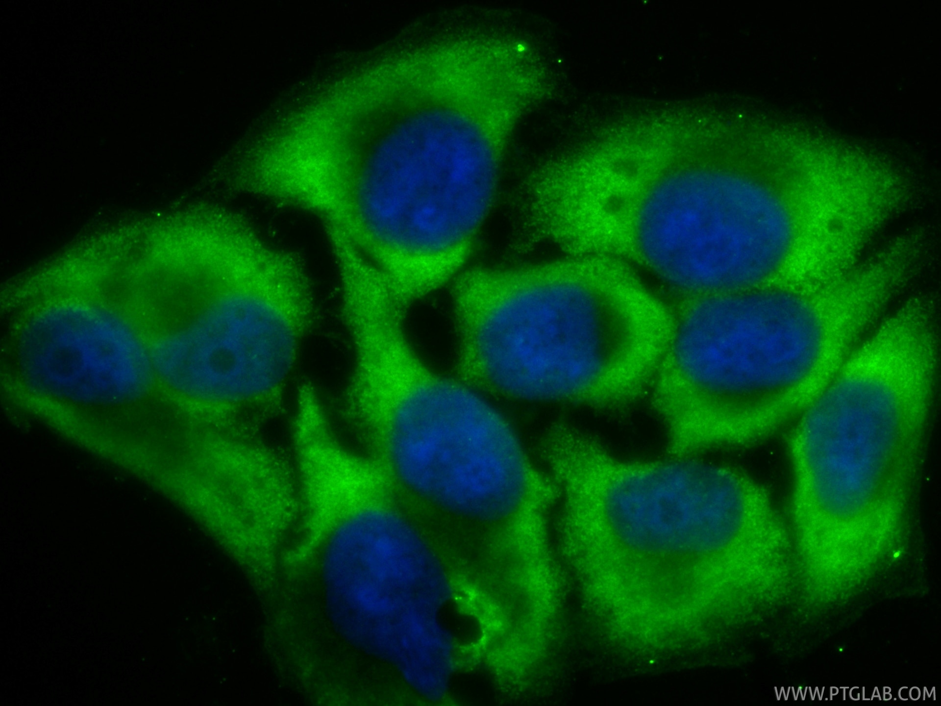 Immunofluorescent analysis of (-20°C Ethanol) fixed HepG2 cells using CoraLite® Plus 488 NMI antibody (CL488-83986-2, Clone: 241135A9 ) at dilution of 1:200. Immunofluorescence (IF) / fluorescent staining of HepG2 cells using CoraLite® Plus 488-conjugated NMI Recombinant mono (CL488-83986-2)
