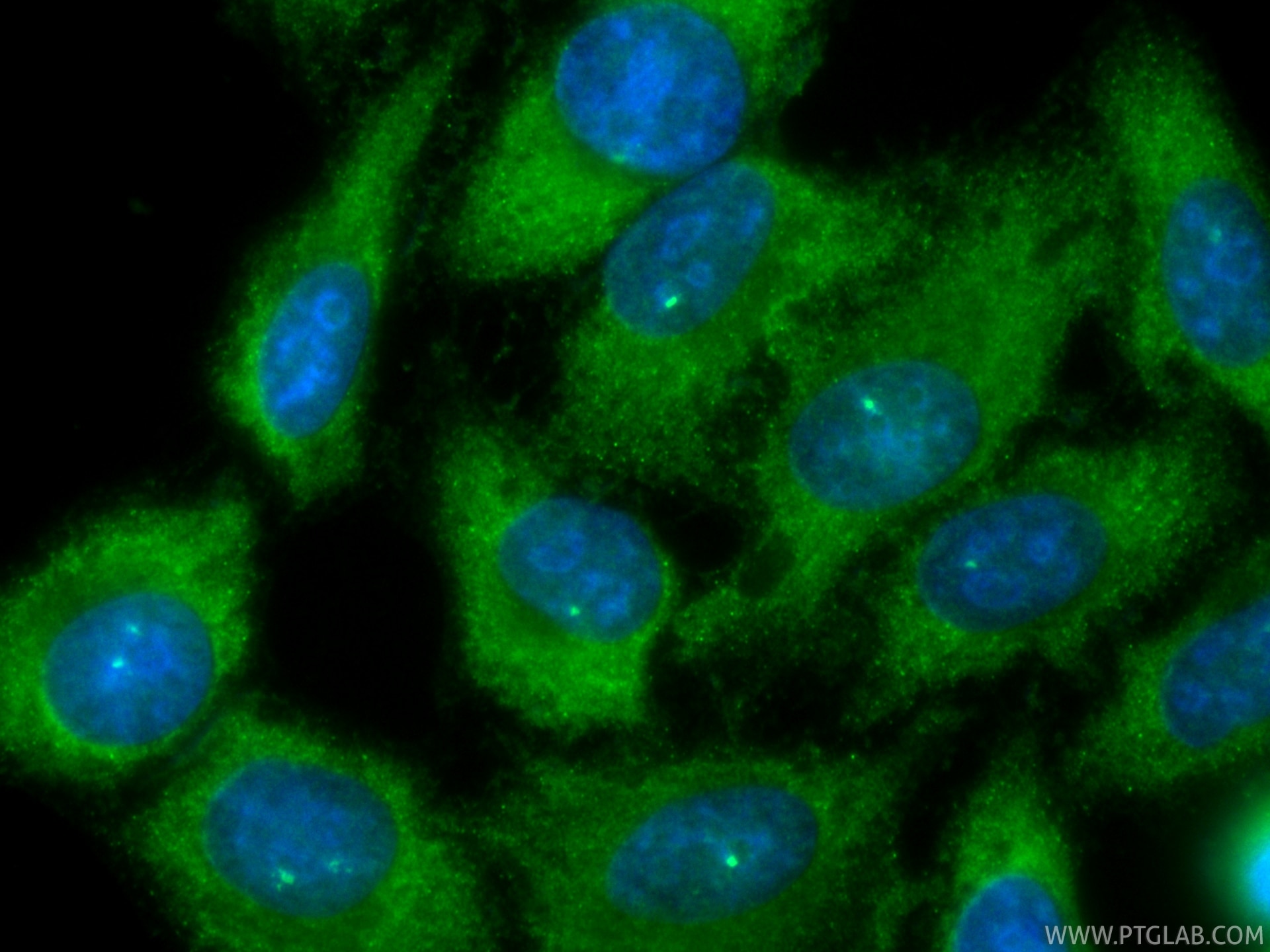 Immunofluorescent analysis of (-20°C Ethanol) fixed HepG2 cells using CoraLite® Plus 488 NMI antibody (CL488-83986-5, Clone: 241135H2 ) at dilution of 1:200. Immunofluorescence (IF) / fluorescent staining of HepG2 cells using CoraLite® Plus 488-conjugated NMI Recombinant mono (CL488-83986-5)