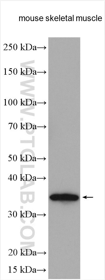 WB analysis using 28493-1-AP