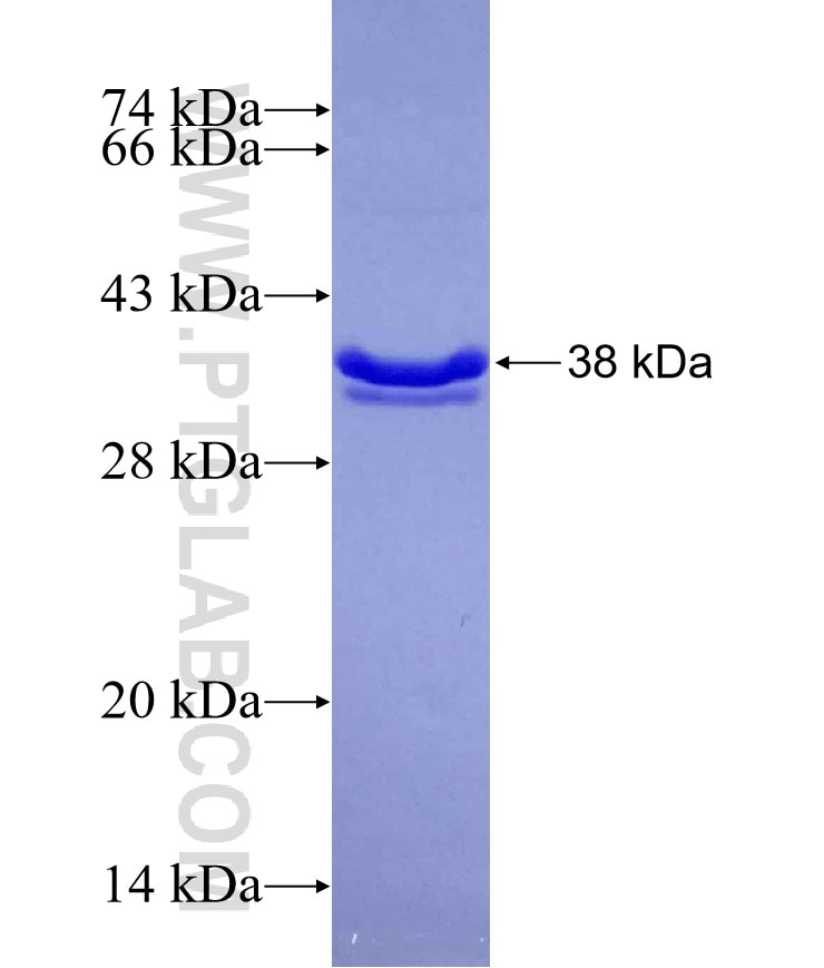 NMNAT1 fusion protein Ag29584 SDS-PAGE