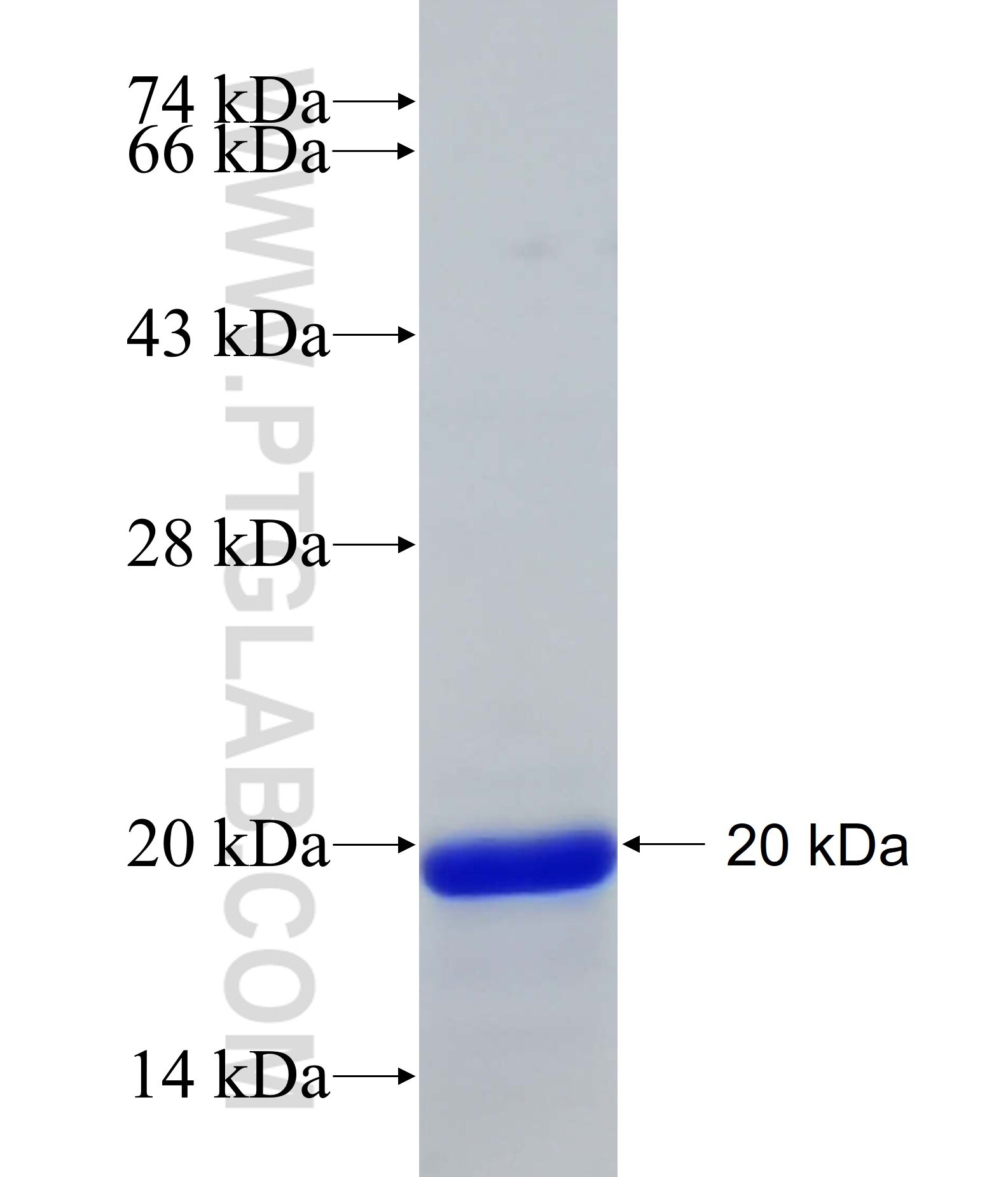 NMNAT1 fusion protein Ag29593 SDS-PAGE