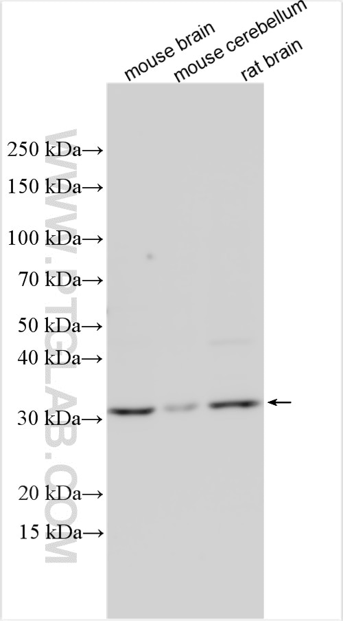 Western Blot (WB) analysis of various lysates using NMNAT2 Polyclonal antibody (27698-1-AP)