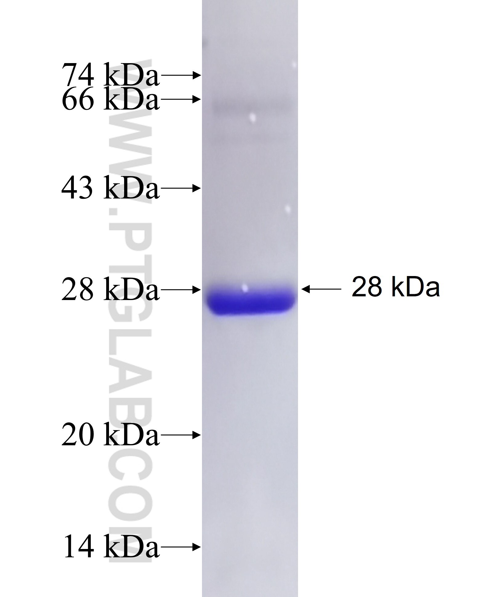 NMNAT2 fusion protein Ag26923 SDS-PAGE