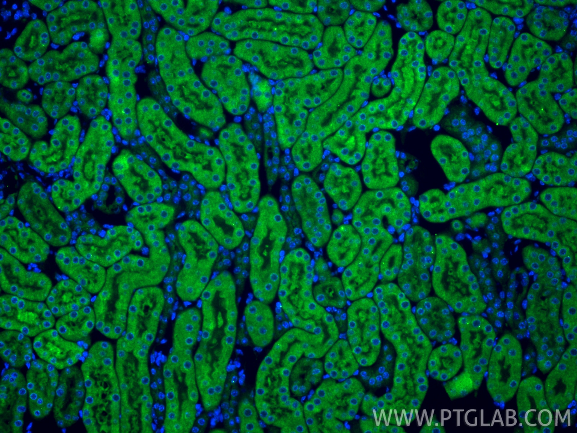 Immunofluorescent analysis of (4% PFA) fixed paraffin-embedded mouse kidney tissue using NMNAT3 antibody (13236-1-AP) at dilution of 1:200 and CoraLite®488-Conjugated Goat Anti-Rabbit IgG(H+L) (SA00013-2). Heat mediated antigen retrieval with Tris-EDTA buffer (pH 9.0). Immunofluorescence (IF) / fluorescent staining of mouse kidney tissue using NMNAT3 Polyclonal antibody (13236-1-AP)