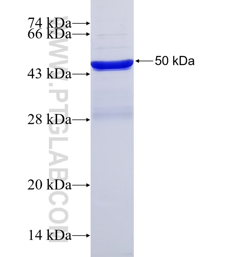 NMNAT3 fusion protein Ag3965 SDS-PAGE