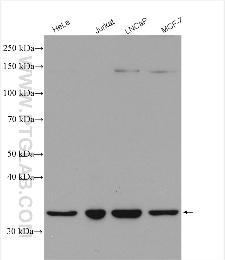 Western Blot (WB) analysis of various lysates using NMRAL1 Polyclonal antibody (15765-1-AP)