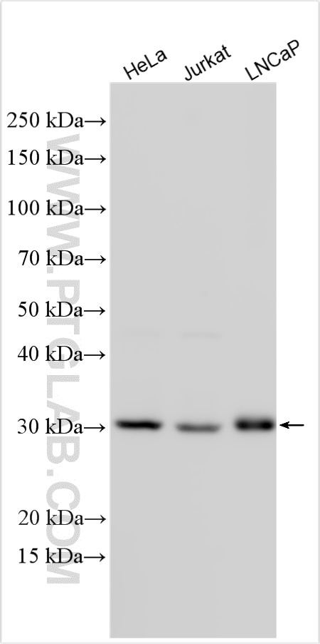 Western Blot (WB) analysis of various lysates using NMRAL1 Polyclonal antibody (15765-1-AP)