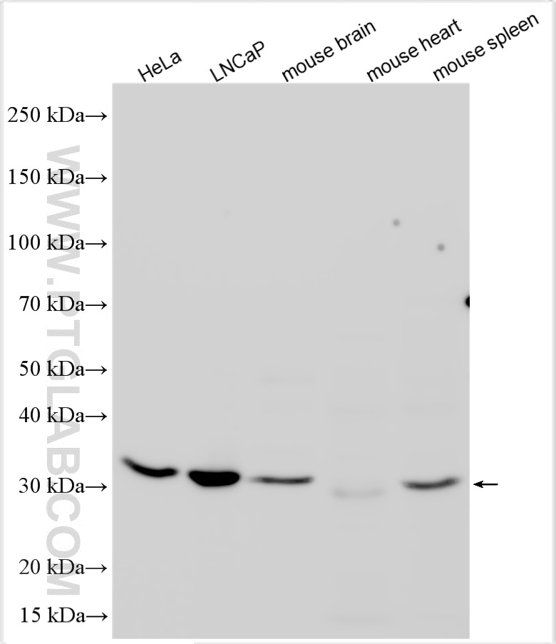 Western Blot (WB) analysis of various lysates using NMRAL1 Polyclonal antibody (15765-1-AP)