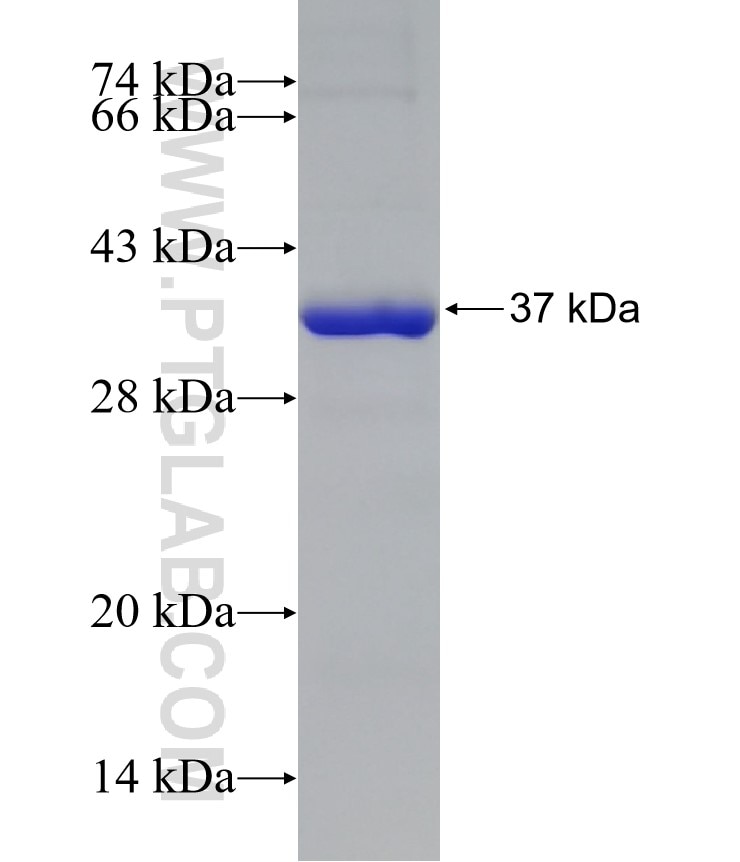 NMRAL1 fusion protein Ag8380 SDS-PAGE