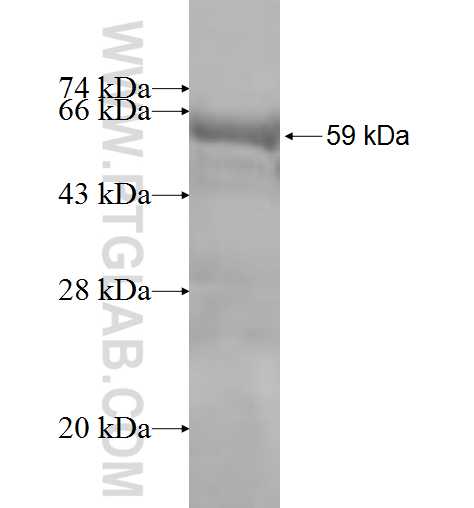 NMRAL1 fusion protein Ag8401 SDS-PAGE