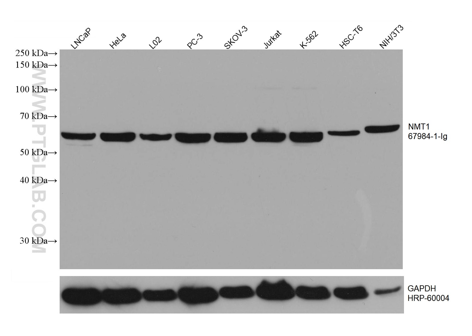 Western Blot (WB) analysis of various lysates using NMT1 Monoclonal antibody (67984-1-Ig)