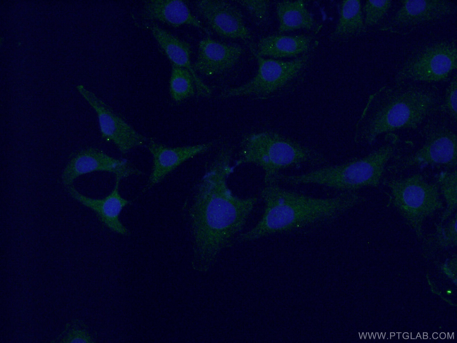 Immunofluorescence (IF) / fluorescent staining of SH-SY5Y cells using Neuronatin Polyclonal antibody (26905-1-AP)