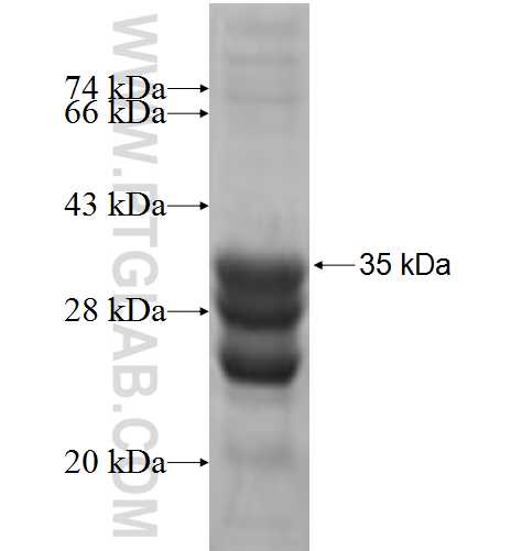 NNAT fusion protein Ag7209 SDS-PAGE