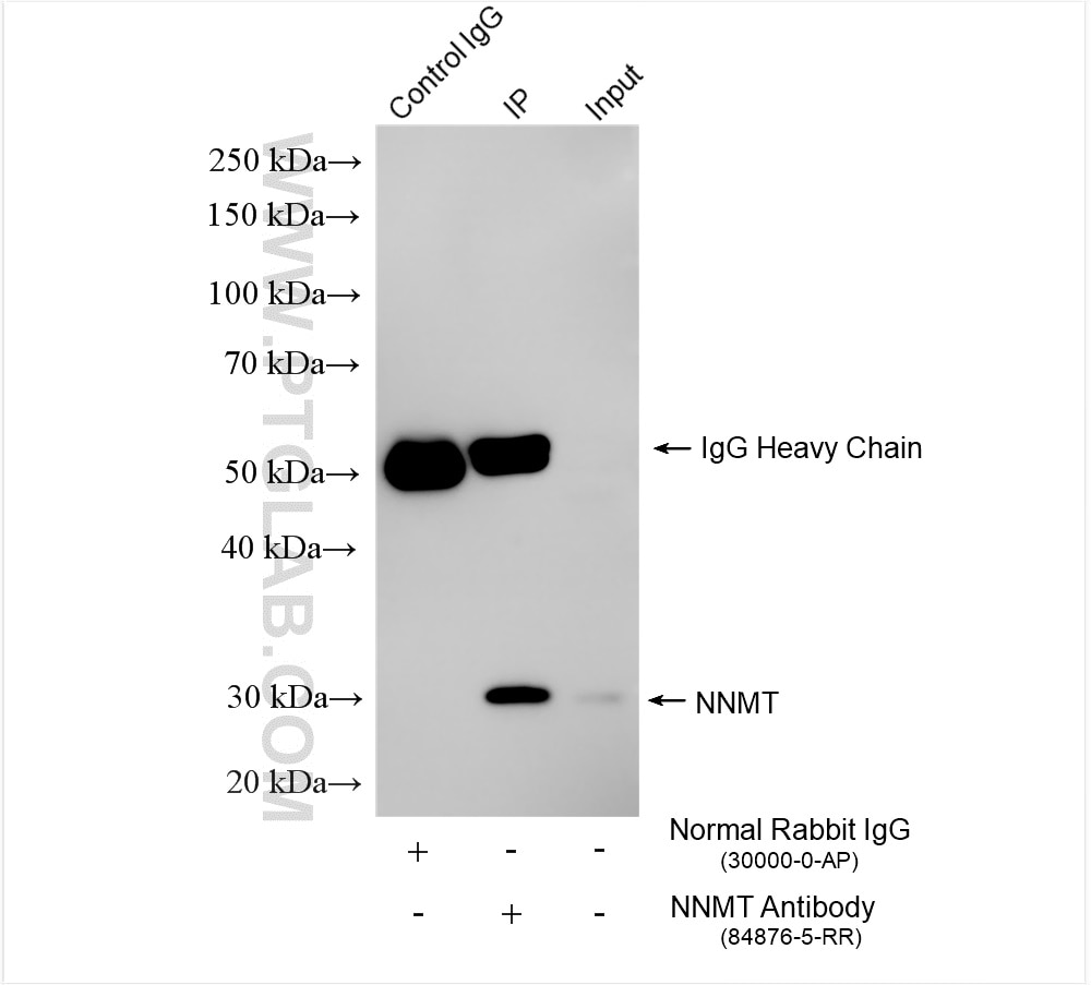 Immunoprecipitation (IP) experiment of L02 cells using NNMT Recombinant antibody (84876-5-RR)