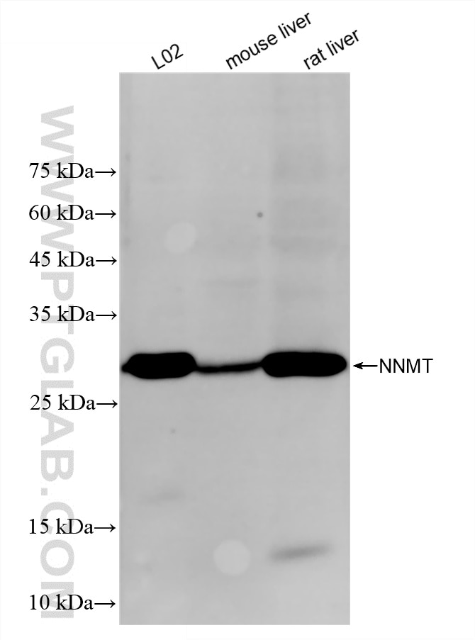 WB analysis using 84876-5-RR Western Blot (WB) analysis of various lysates using NNMT Recombinant monoclonal antibody (84876-5-RR)