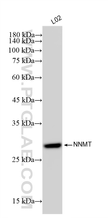 Western Blot (WB) analysis of various lysates using NNMT Recombinant monoclonal antibody (84876-9-RR)