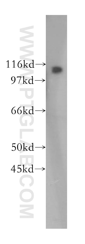 Western Blot (WB) analysis of human heart tissue using NNT Polyclonal antibody (13442-2-AP)