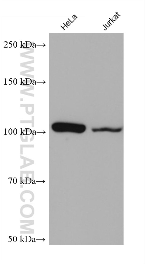 Western Blot (WB) analysis of various lysates using NNT Monoclonal antibody (68194-1-Ig)