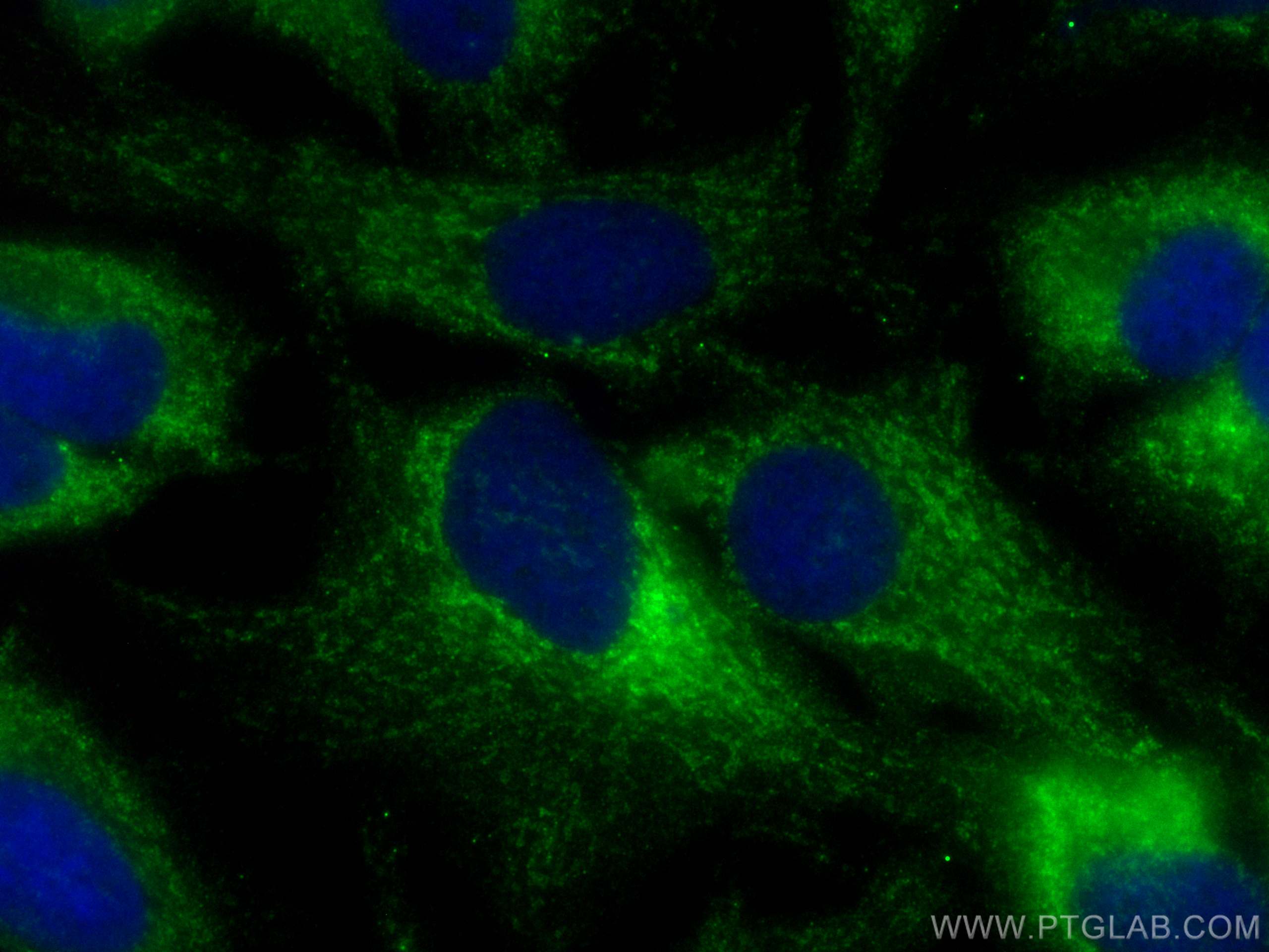 Immunofluorescence (IF) / fluorescent staining of HeLa cells using CoraLite® Plus 488-conjugated NNT Monoclonal antib (CL488-68194)