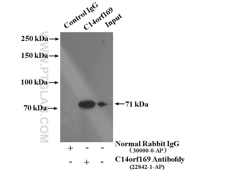 Immunoprecipitation (IP) experiment of Jurkat cells using NO66/C14orf169 Polyclonal antibody (22842-1-AP)
