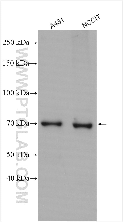Western Blot (WB) analysis of various lysates using NO66/C14orf169 Polyclonal antibody (22842-1-AP)