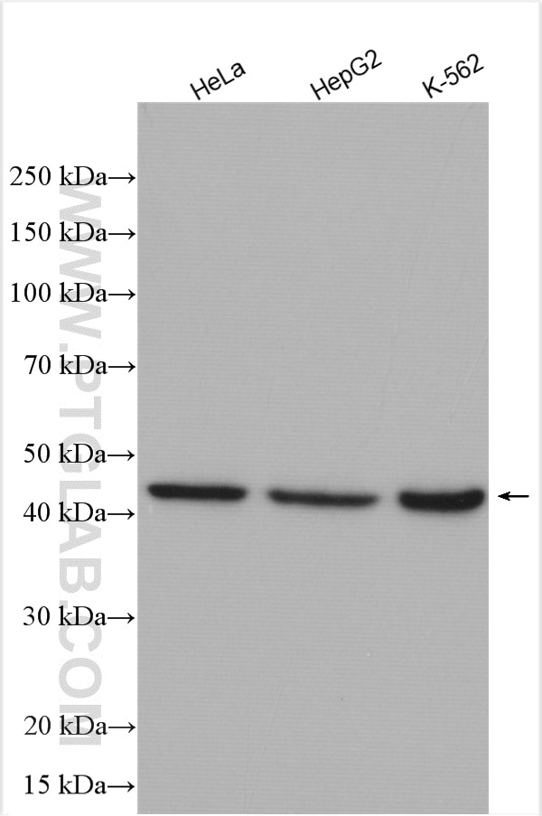Western Blot (WB) analysis of various lysates using NOB1 Polyclonal antibody (10091-2-AP)