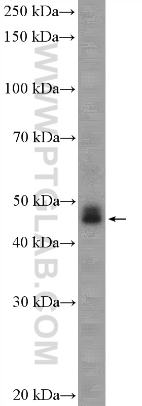 Western Blot (WB) analysis of SGC-7901 cells using NOB1 Polyclonal antibody (10091-2-AP)