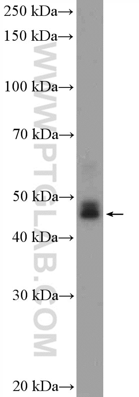 Western Blot (WB) analysis of SGC-7901 cells using NOB1 Polyclonal antibody (10091-2-AP)