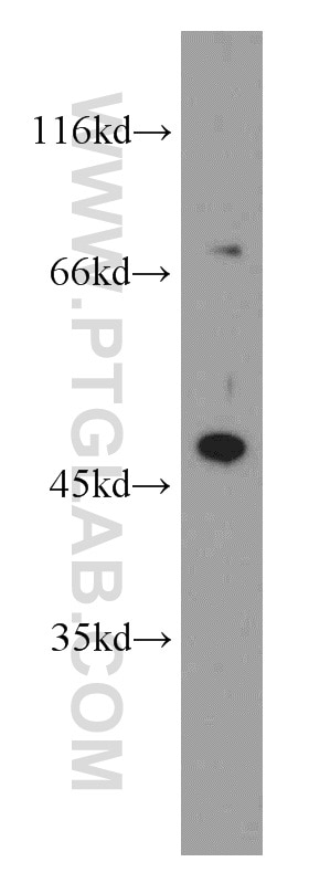 Western Blot (WB) analysis of L02 cells using NOB1 Polyclonal antibody (14456-1-AP)