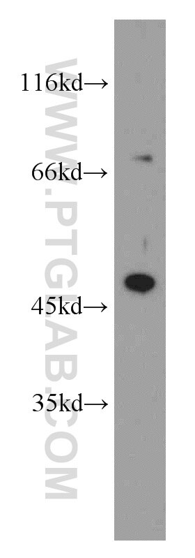 WB analysis of L02 using 14456-1-AP