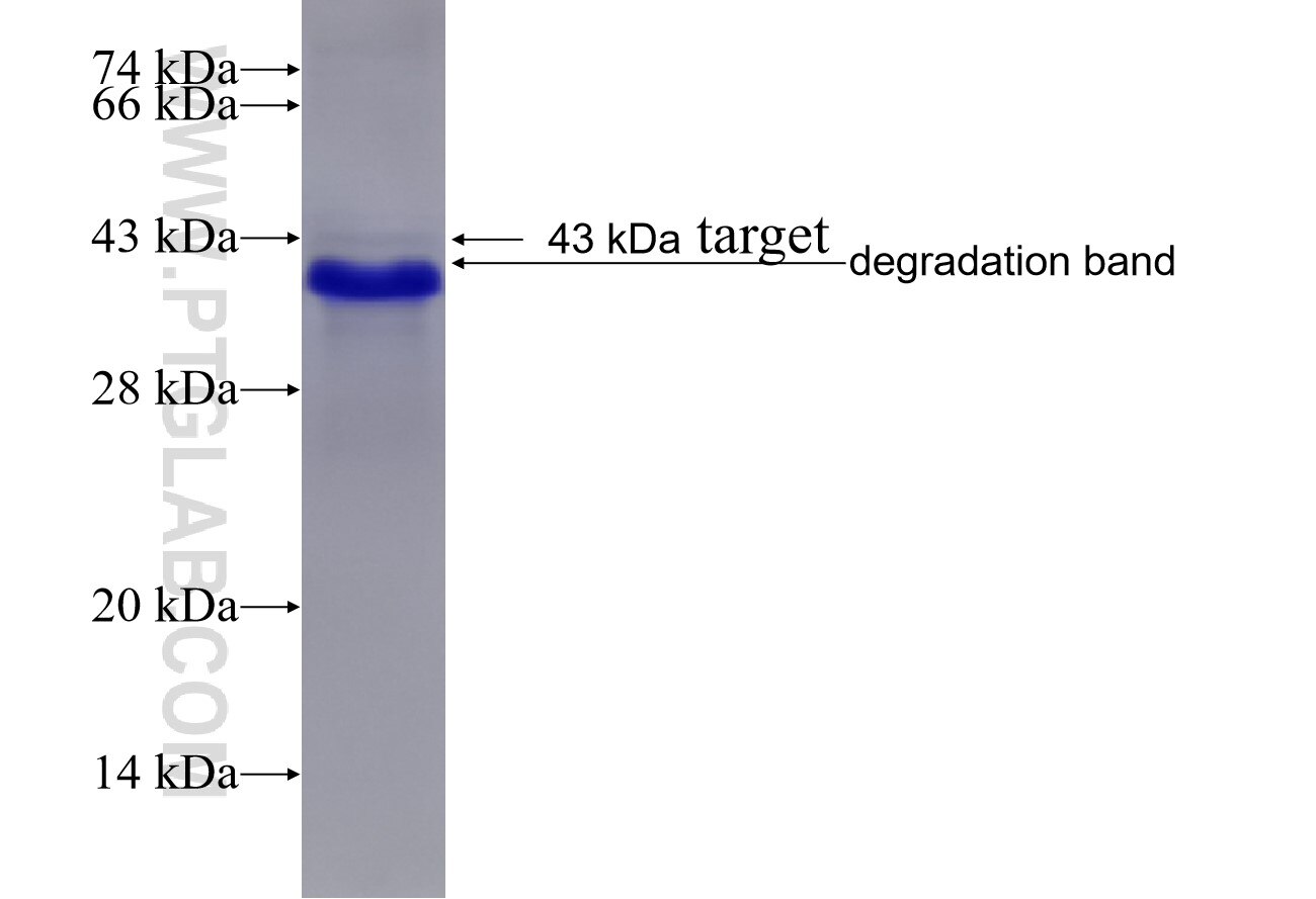 NOB1 fusion protein Ag17907 SDS-PAGE