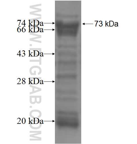 NOB1 fusion protein Ag6051 SDS-PAGE