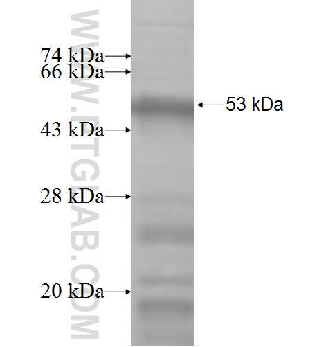 NOB1 fusion protein Ag6807 SDS-PAGE