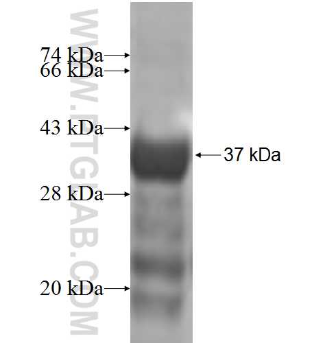 NOC2 fusion protein Ag7570 SDS-PAGE