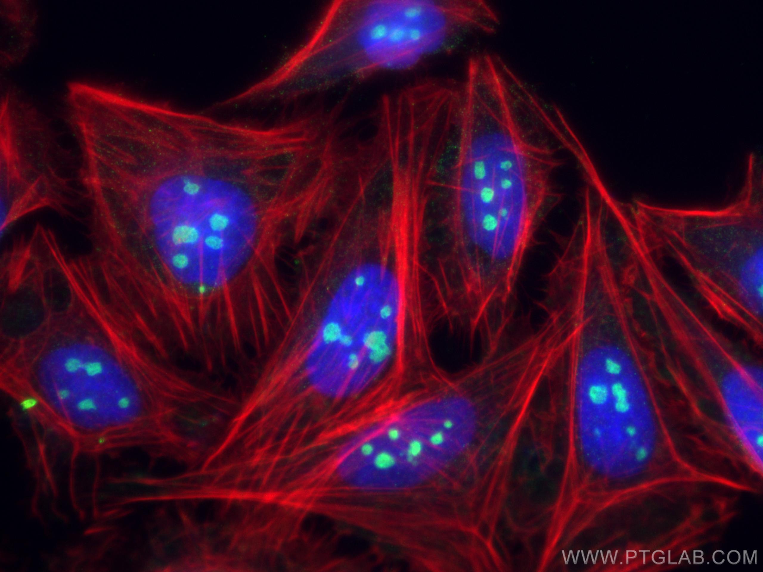 Immunofluorescence (IF) / fluorescent staining of U2OS cells using NOC2L Polyclonal antibody (28509-1-AP)