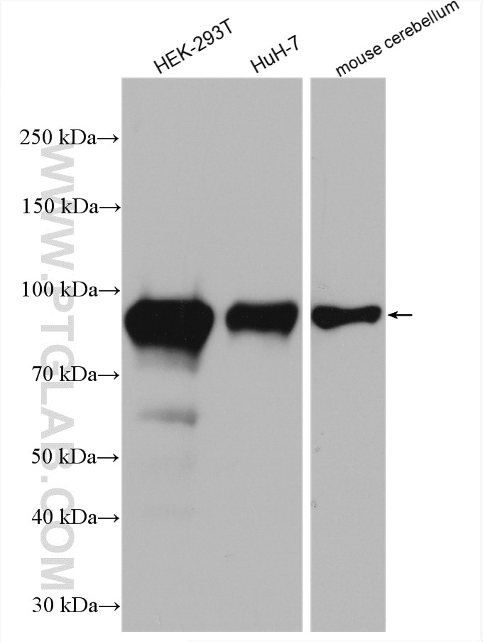 Western Blot (WB) analysis of various lysates using NOC2L Polyclonal antibody (28509-1-AP)