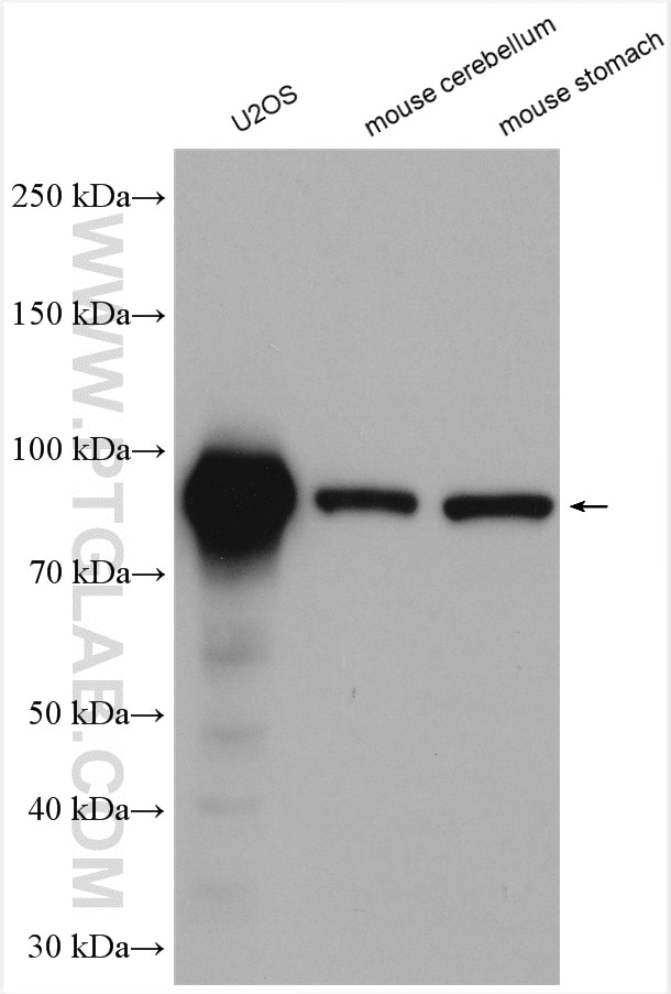 Western Blot (WB) analysis of various lysates using NOC2L Polyclonal antibody (28509-1-AP)